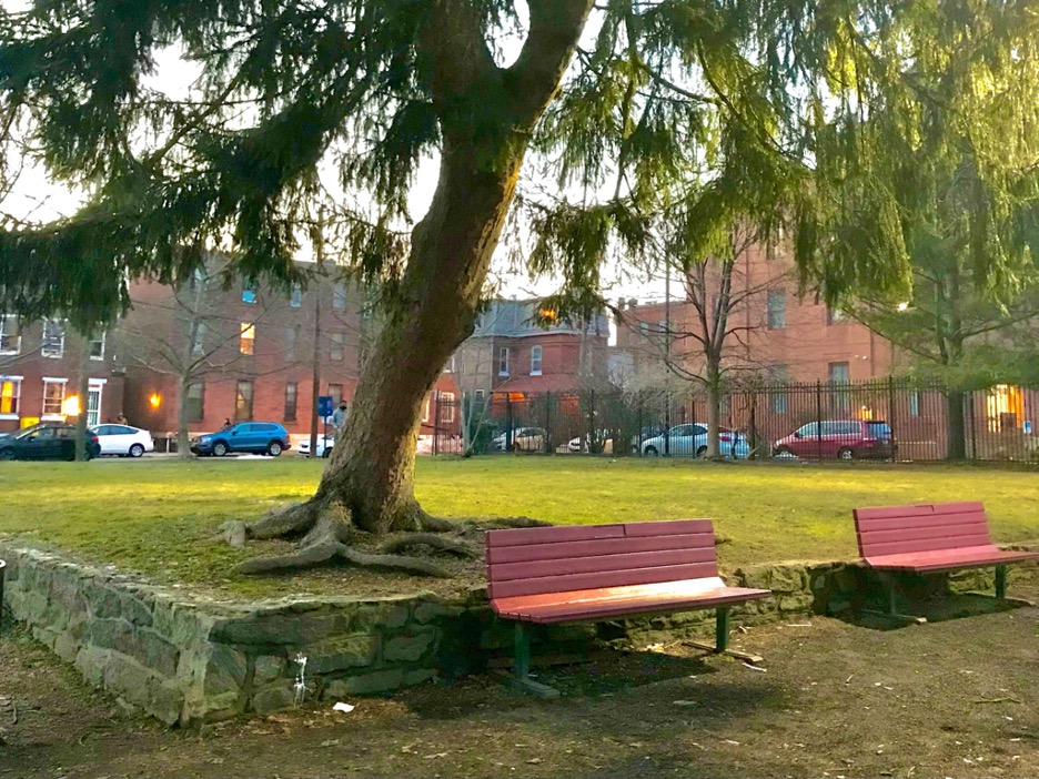 This is a picture of a Philadelphia neighborhood, taken from inside a park. There is a tree in the center with two red benches in front of it.