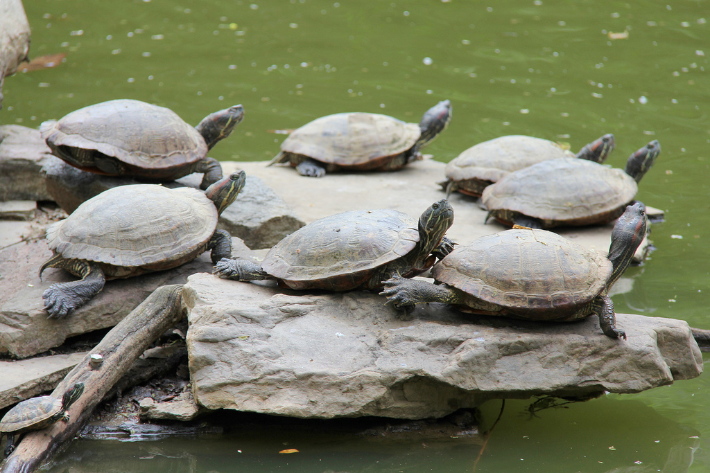 Turtles at James G. Kaskey Memorial Park