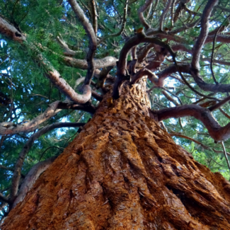 Looking up at a large tree