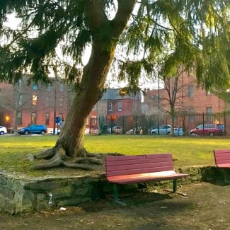 This is a picture of a Philadelphia neighborhood, taken from inside a park. There is a tree in the center with two red benches in front of it.