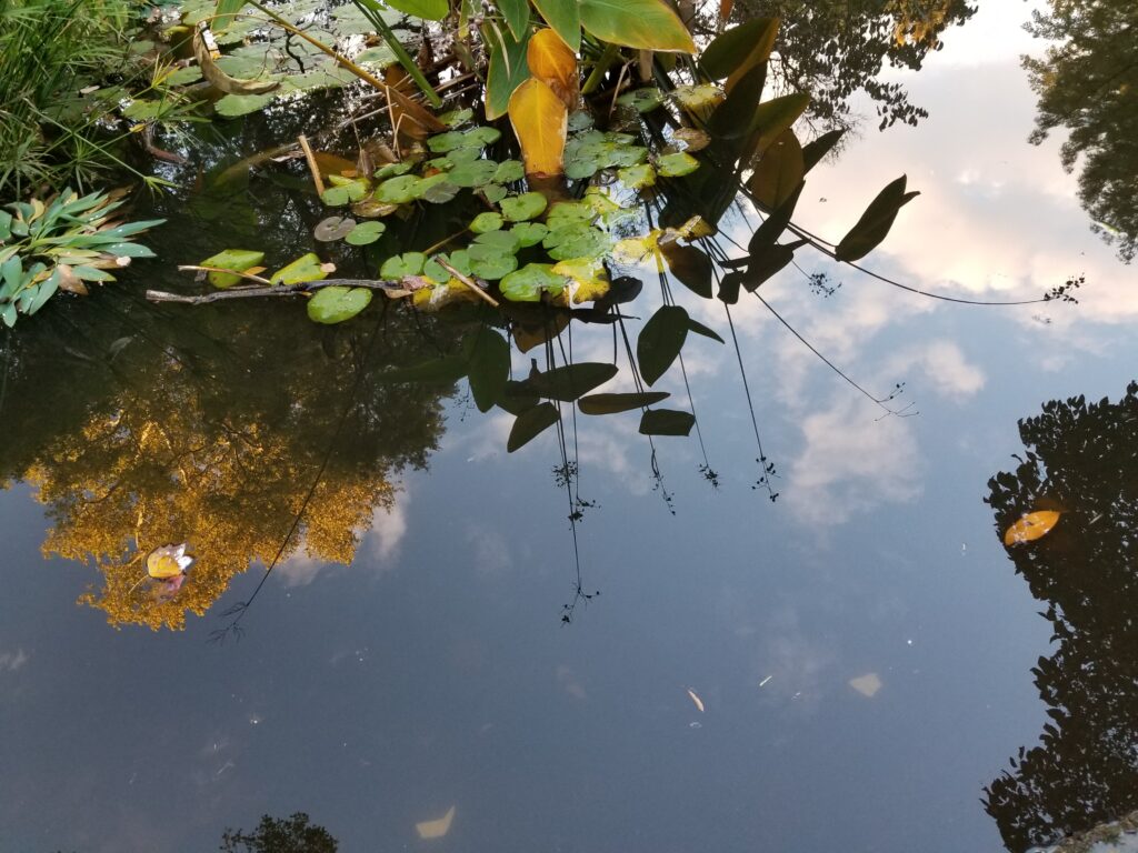 A pond at Bartrams Gardens.