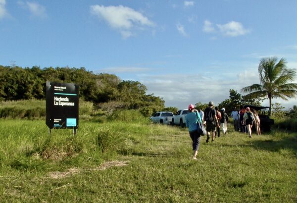visitors to a natural reserve walking through grass back to their vehicles. Blue skies and trees in distance.
