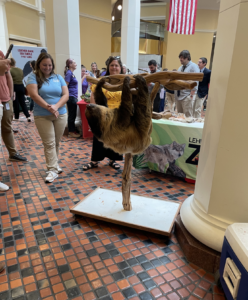 A sloth hanging upside down in the Capitol building in Harrisburg.