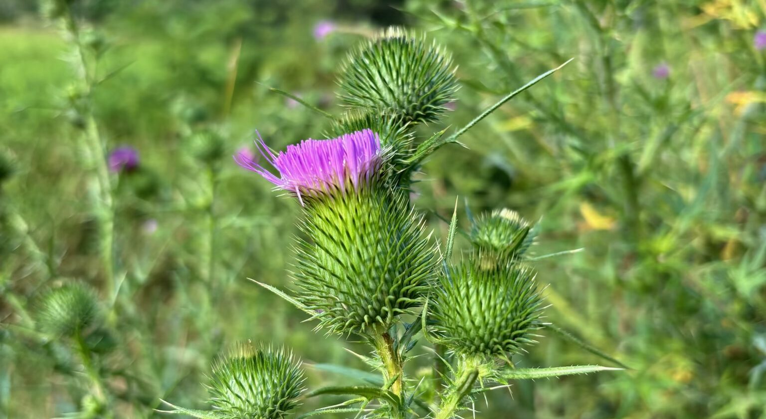 outdoor view of greenery and a close up of a purple flower