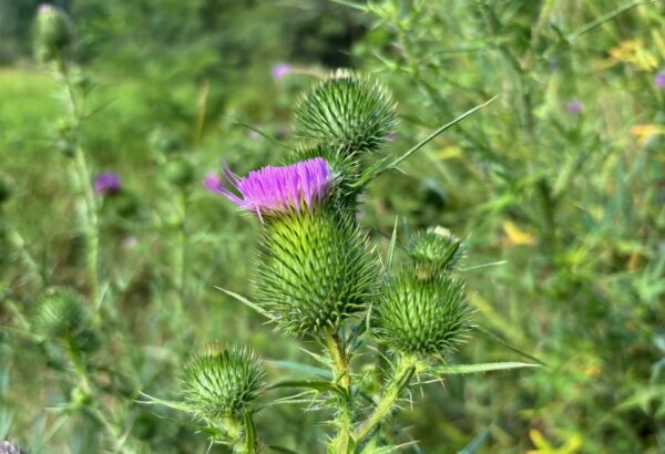 outdoor view of greenery and a close up of a purple flower